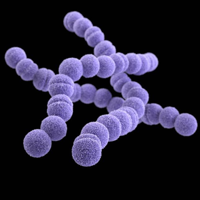 Ilustração digital de uma bactéria Streptococcus pyogenes, principal causadora da erisipela.