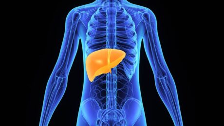Ilustração 3D de um corpo humano em raio x destacando o fígado, órgão atingido pela cirrose