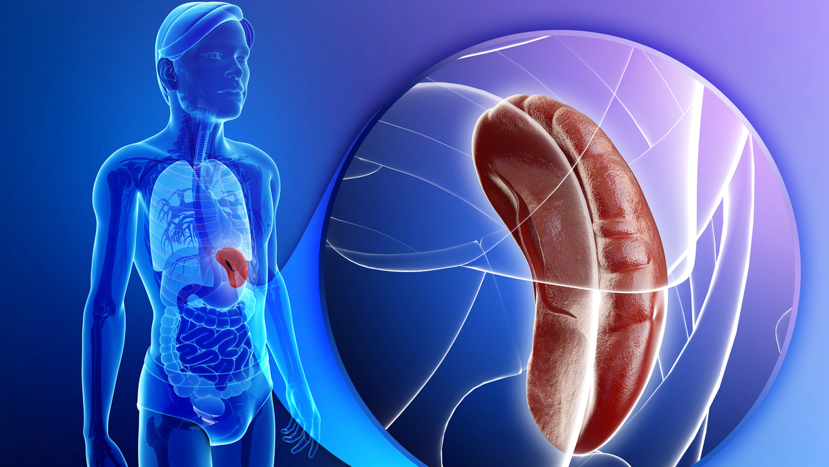 imagem de homem em 3 D com destaque para o baço