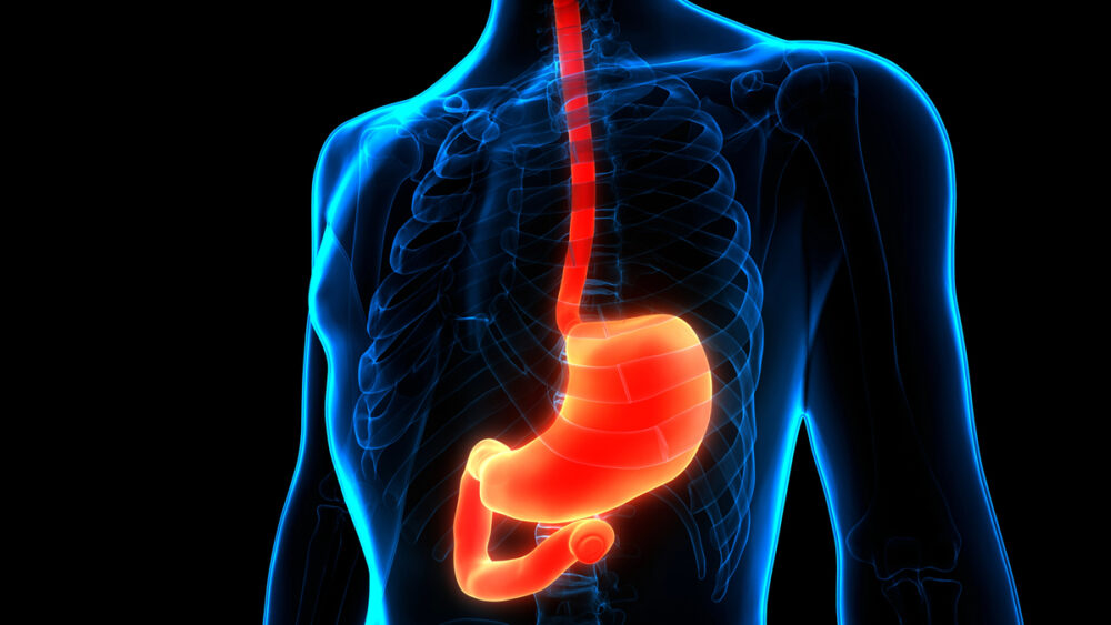 imagem de corpo em 3D, com estômago destacado