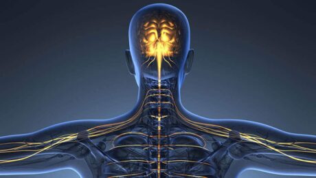 Ilustração digital de corpo humano em raio x destacando cérebro, medula e nervos. Glioblastoma é o tumor cerebral mais frequente