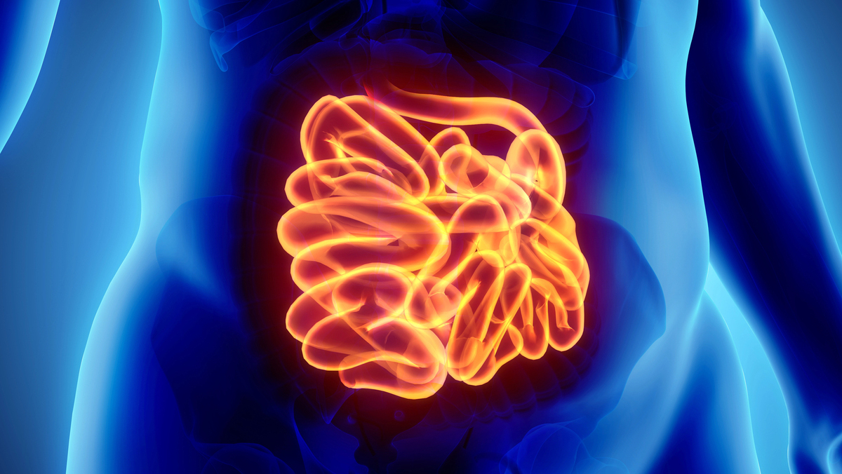 imagem em 3D do intestino delgado