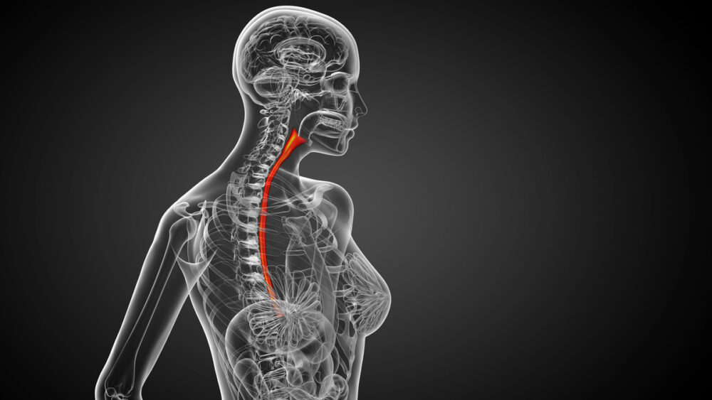 desenho em 3 D de região interna de corpo feminino com esôfago em vermelho