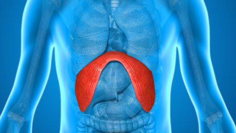 Ilustração de corpo humano destacando o diafragma, músculo envolvido no soluço.