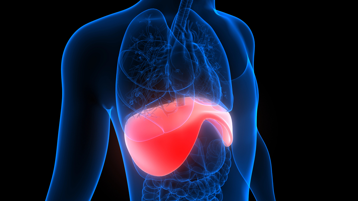 ilustração em 3D de corpo humano com destaque para diafragma