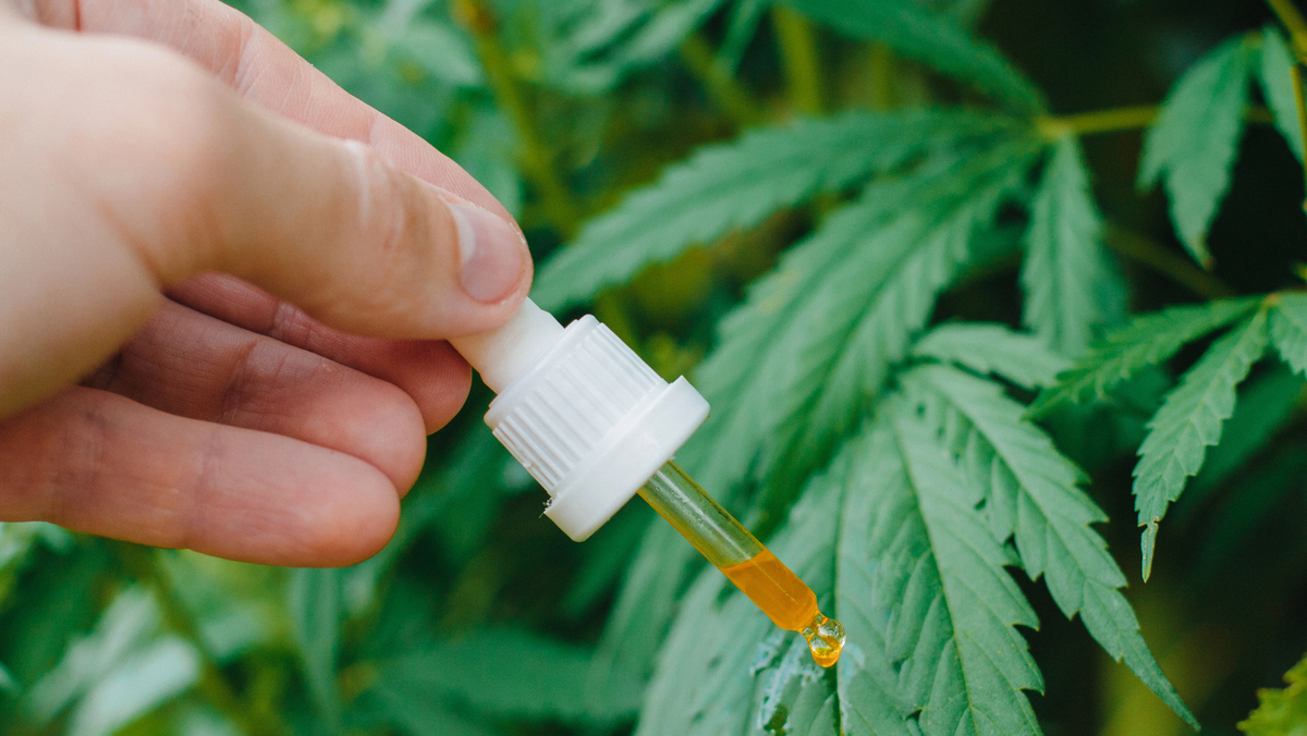 mão de homem segurando conta-gotas com óleo de canabidiol e folhas de cannabis ao fundo