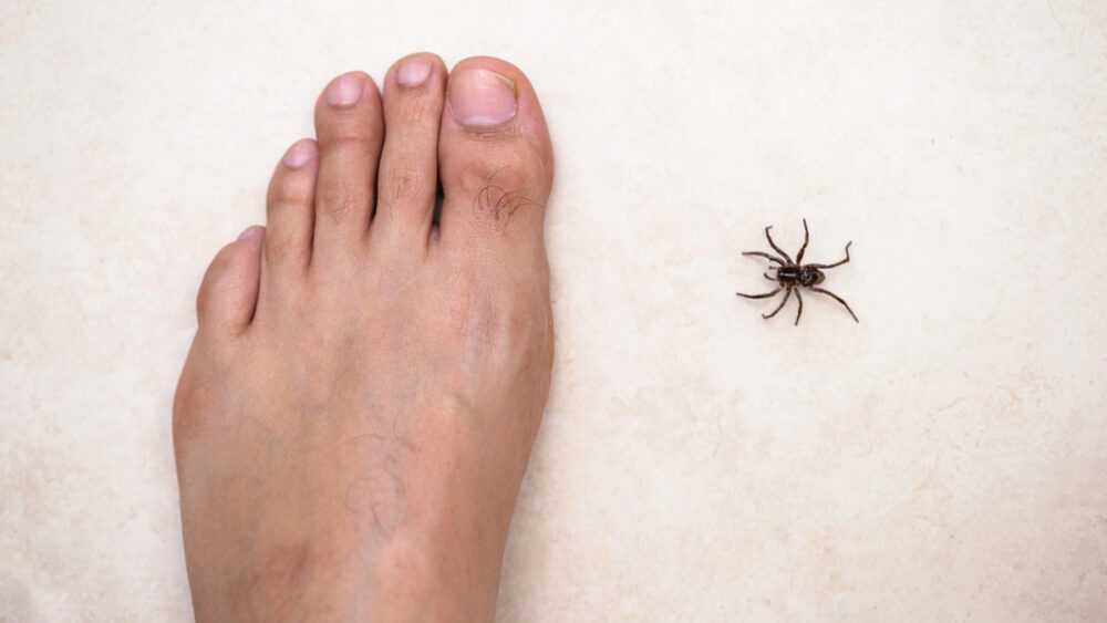 Alta nos registros está ligada à urbanização, adaptação das aranhas às casas e melhora na notificação; maioria dos casos é leve