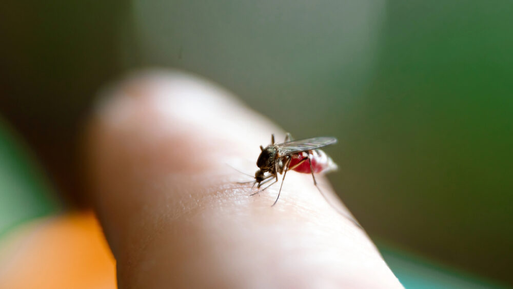 mosquito em dedo de ser humano