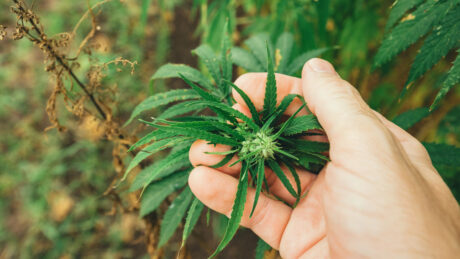 close em mão de homem segurando planta de maconha