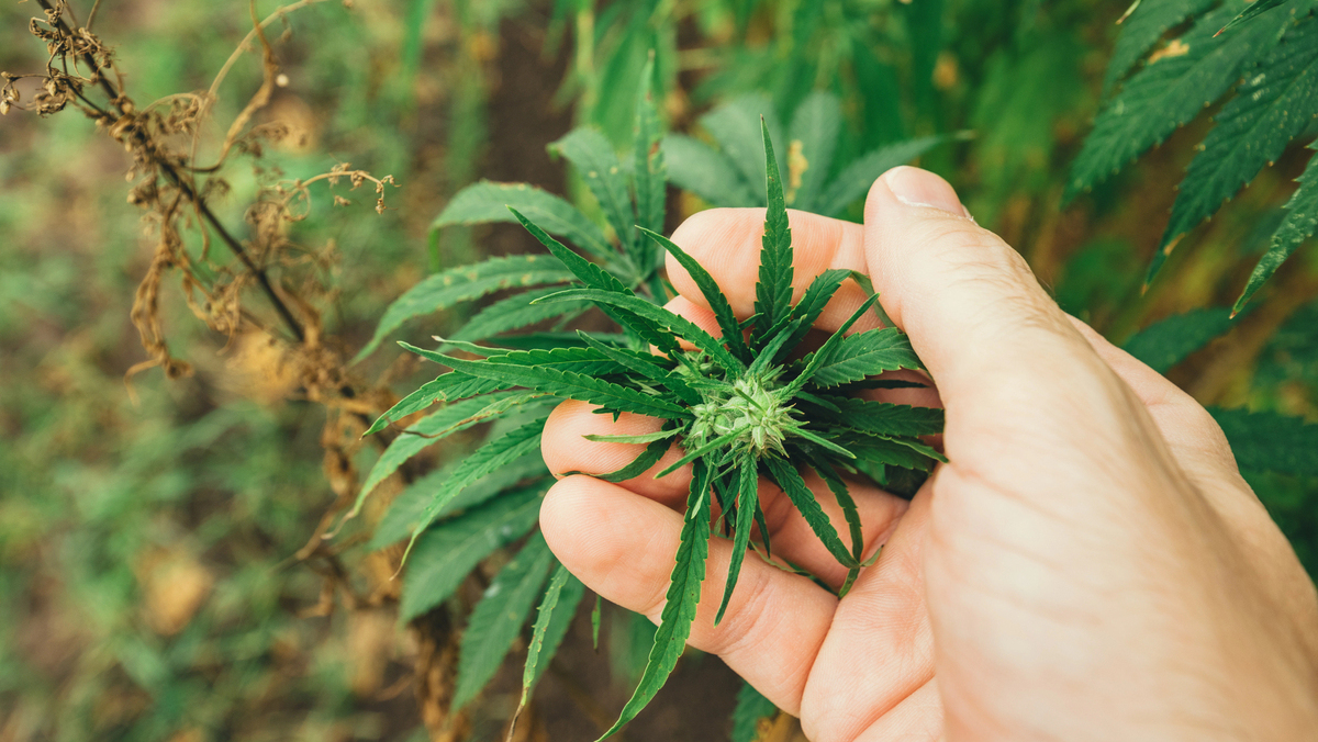 A neurobiologia da maconha